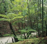 Fraser Island Great Walk - Accommodation Mermaid Beach