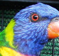 Fraser Coast Wildlife Sanctuary - Accommodation Mermaid Beach