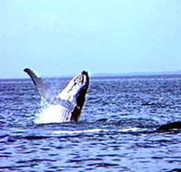 Whale Watching - Accommodation Mermaid Beach