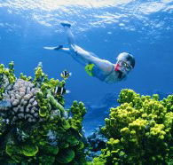 Wheeler Reef Dive Site - Accommodation Mermaid Beach