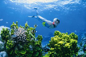 Wheeler Reef Dive Site - Accommodation Mermaid Beach 0
