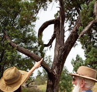 Charleville - Outback Native Timber Walk - Accommodation Mermaid Beach