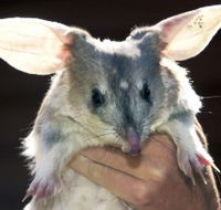 Charleville - Bilby Experience - Accommodation Mermaid Beach