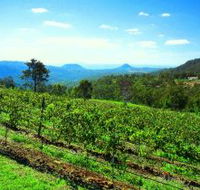Preston Peak Wines - Accommodation Mermaid Beach