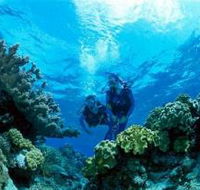 Coral Gardens Dive Site - Accommodation Mermaid Beach