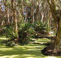 Arkarra Lagoons and Tea Gardens - Accommodation Mermaid Beach