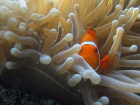 Flat Rock Dive Site - Accommodation Mermaid Beach 0