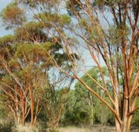 Myall Park Botanic Garden - Accommodation Mermaid Beach