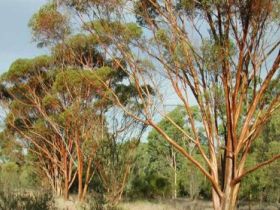Myall Park Botanic Garden - Accommodation Mermaid Beach 0