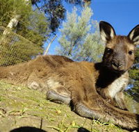 Ballarat Wildlife Park - Accommodation Mermaid Beach