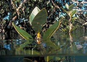 Jawbone Marine Sanctuary - Accommodation Mermaid Beach 0