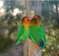 Ballarat Bird World - Accommodation Mermaid Beach