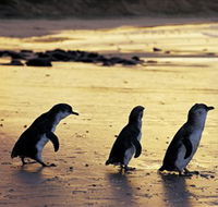 Phillip Island Nature Park - Accommodation Mermaid Beach