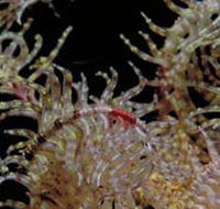 Point Danger Marine Sanctuary - Accommodation Mermaid Beach