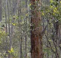 Heathcote-Graytown National Park - Accommodation Mermaid Beach