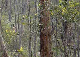 Heathcote-Graytown National Park - Accommodation Mermaid Beach 0
