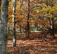 RJ Hamer Arboretum - Accommodation Mermaid Beach