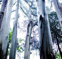 Dandenong Ranges National Park - Accommodation Mermaid Beach