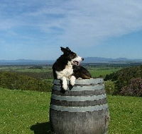 Windy Ridge Vineyard and Winery - Accommodation Mermaid Beach