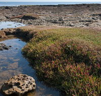 Ricketts Point Marine Sanctuary - Accommodation Mermaid Beach