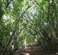 Eucalypt Trail - Accommodation Mermaid Beach