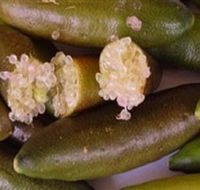 Sandy Creek Olives and Finger Limes - Accommodation Mermaid Beach