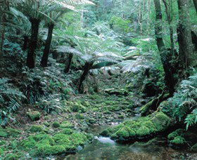 Deua National Park - Accommodation Mermaid Beach 0