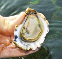 The Oyster Pot - Accommodation Mermaid Beach