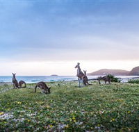 Pebbly Beach - Accommodation Mermaid Beach
