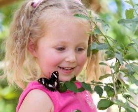 Coffs Harbour Butterfly House - Accommodation Mermaid Beach 0