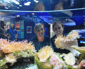 Solitary Islands Aquarium - Accommodation Mermaid Beach 0
