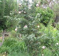 Tombstone Estate Vineyard - Accommodation Mermaid Beach