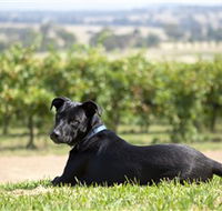 Moothi Estate Vineyard and Cellar Door - Accommodation Mermaid Beach