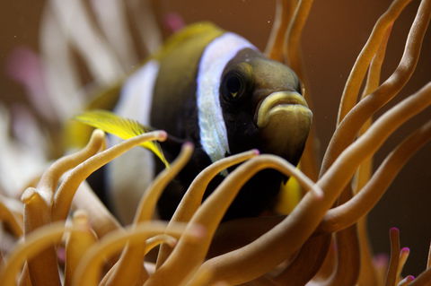 Solitary Islands Aquarium - Accommodation Mermaid Beach 1