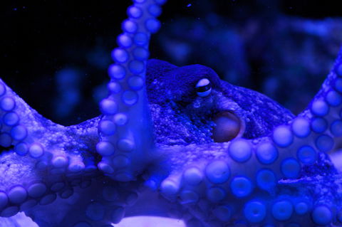 Solitary Islands Aquarium - Accommodation Mermaid Beach 2