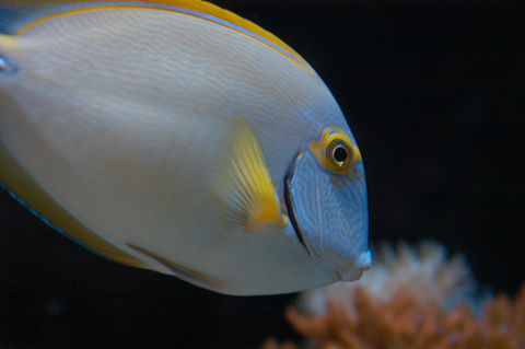 Solitary Islands Aquarium - Accommodation Mermaid Beach 3