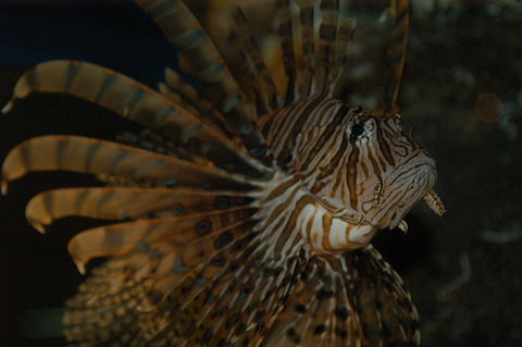 Solitary Islands Aquarium - Accommodation Mermaid Beach 4