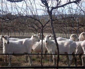 Thunder Ridge Wines - Accommodation Mermaid Beach 2