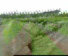 Lake George Winery - Accommodation Mermaid Beach 1