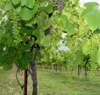 Holland Wines - Accommodation Mermaid Beach