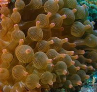 Coral Gardens Dive Site Mooloolaba - Accommodation Mermaid Beach