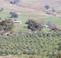 Wymah Organic Olives and Lambs - Accommodation Mermaid Beach