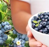 Jolly Berries - Accommodation Mermaid Beach