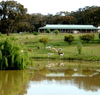 Clearview Alpacas - Accommodation Mermaid Beach