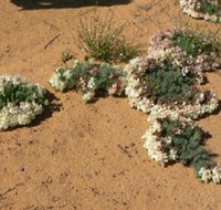Coorow Wreath Flowers - Accommodation Mermaid Beach