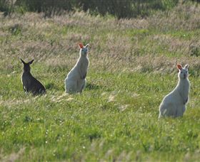 Panorama Garden Estate - Accommodation Mermaid Beach 1