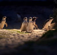 Phillip Island Nature Parks - Accommodation Mermaid Beach