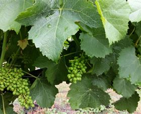 Kerralee Wines - Accommodation Mermaid Beach 1