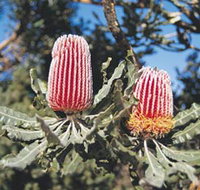 Coorow Wildflower Drive - Accommodation Mermaid Beach