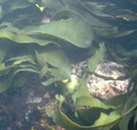 Churchill Island Marine National Park - Accommodation Mermaid Beach